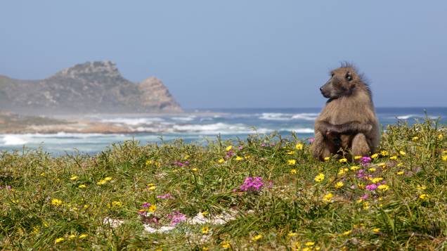 Macacos babuínos podem ser avistados nas praias do parque nacional do Cabo da Boa Esperança, na <a href="http://viajeaqui.abril.com.br/cidades/africa-do-sul-cidade-do-cabo" rel="Cidade do Cabo" target="_blank">Cidade do Cabo</a>, <a href="http://viajeaqui.abril.com.br/paises/africa-do-sul" rel="África do Sul" target="_blank">África do Sul</a><strong>LEIA MAIS: <a href="http://viajeaqui.abril.com.br/vt/blogs/achados/2016/01/25/adriana-setti-x-babuinos-um-relato-tragicomico-na-africa-do-sul/" rel="um relato (engraçado) de um encontro da nossa blogueira com babuínos na praia" target="_blank">um relato (engraçado) de um encontro da nossa blogueira com babuínos na praia</a></strong>