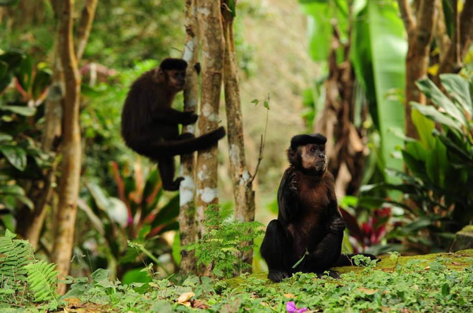 Não é difícil encontrar macaquinhos nas trilhas do Parque do Itatiaia