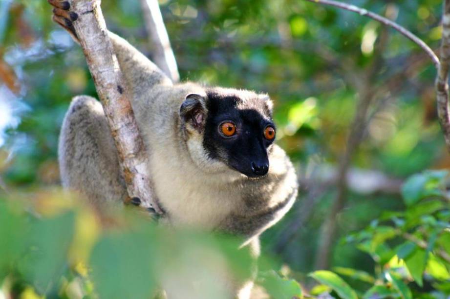<strong>Madagascar</strong>Madagascar era um ótimo território para defender a <a href="https://viajeaqui.abril.com.br/continentes/africa" rel="África" target="_blank">África</a>. Hoje mais conhecida como o título da celebrada animação, é um país de ricas (e muito ameaçadas) fauna e flora. Lêmures, tartarugas e camaleões estão entre as espécies endêmicas mais conhecidas <strong>Madagascar</strong>Madagascar era um ótimo território para defender a <a href="https://viajeaqui.abril.com.br/continentes/africa" rel="África" target="_blank">África</a>. Hoje mais conhecida como o título da celebrada animação, é um país de ricas (e muito ameaçadas) fauna e flora. Lêmures, tartarugas e camaleões estão entre as espécies endêmicas mais conhecidas