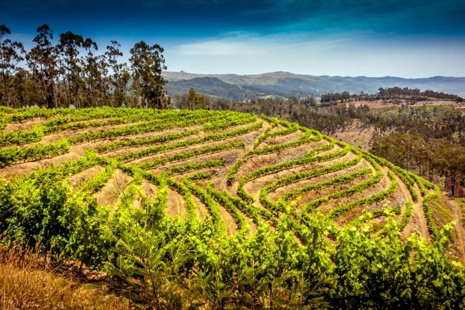 <strong>Ilha da Madeira, <a href="https://viajeaqui.abril.com.br/paises/portugal" rel="Portugal" target="_self">Portugal</a></strong>Com uma paisagem marcada por encostas íngremes, que formam paisagens peculiares, a Ilha da Madeira produziu um vinho de identidade própria e extremamente saboroso. De sabor adocicado e alto teor alcoólico, o Vinho da Madeira se assemelha ao Vinho do Porto. Na região, vale esticar até a floresta Laurissilva, tombada como Patrimônio da Humanidade pela Unesco<em><a href="https://www.booking.com/region/pt/madeira.pt-br.html?aid=332455&label=viagemabril-vinicolas-da-europa" rel="Veja preços de hotéis na Ilha da Madeira no Booking.com" target="_self">Veja preços de hotéis na Ilha da Madeira no Booking.com</a></em> <strong>Ilha da Madeira, <a href="https://viajeaqui.abril.com.br/paises/portugal" rel="Portugal" target="_self">Portugal</a></strong>Com uma paisagem marcada por encostas íngremes, que formam paisagens peculiares, a Ilha da Madeira produziu um vinho de identidade própria e extremamente saboroso. De sabor adocicado e alto teor alcoólico, o Vinho da Madeira se assemelha ao Vinho do Porto. Na região, vale esticar até a floresta Laurissilva, tombada como Patrimônio da Humanidade pela Unesco<em><a href="https://www.booking.com/region/pt/madeira.pt-br.html?aid=332455&label=viagemabril-vinicolas-da-europa" rel="Veja preços de hotéis na Ilha da Madeira no Booking.com" target="_self">Veja preços de hotéis na Ilha da Madeira no Booking.com</a></em>
