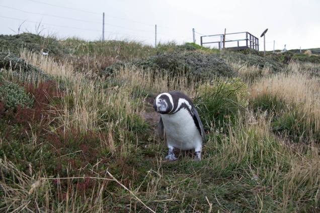 Também conhecidas como Falklands e eterno alvo de disputas territoriais entre britânicos e argentinos, estas ilhas também fazem parte de cruzeiros que visitam o Cabo Horn e a Península Antártica. E, sim, não faltarão pinguins para recebê-lo
