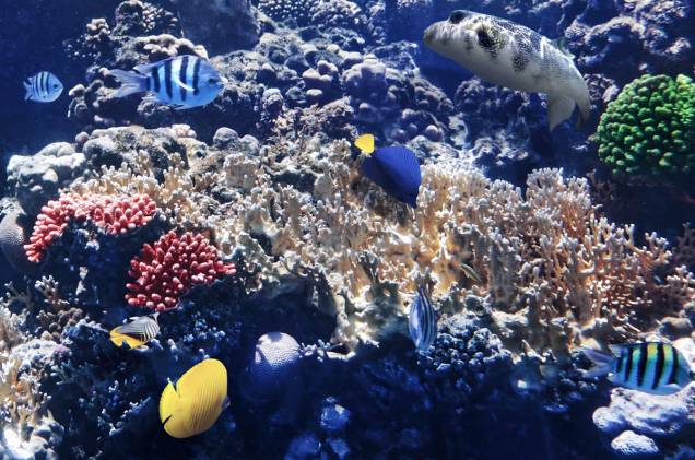 Os corais do Mar Vermelho são um prato cheio para quem curte mergulhar. <a href="http://viajeaqui.abril.com.br/materias/conheca-dez-lugares-incriveis-para-mergulhar-pelo-planeta" rel="Conheça outros lugares para praticar mergulho pelo mundo" target="_blank">Conheça outros lugares para praticar mergulho pelo mundo</a>.