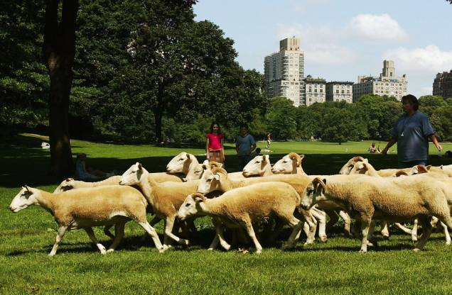 Não, ovelhas já não são vistas no Sheep Meadows do Central Park desde a primeira metade do século passado. As que vemos aqui foram usadas em uma filmagem especial. Hoje a área fica lotada de pessoas tomando banho de sol, crianças brincando e jovens jogando frisbee