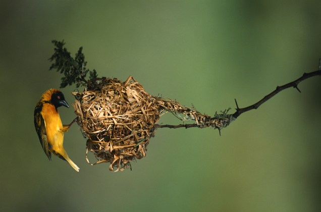 Os pássaros do gênero <em>Ploceus </em>são conhecidos pelo nome genérico de tecelão. Seus elaborados e numerosos ninhos podem ser encontrados em boa parte da África subsaariana