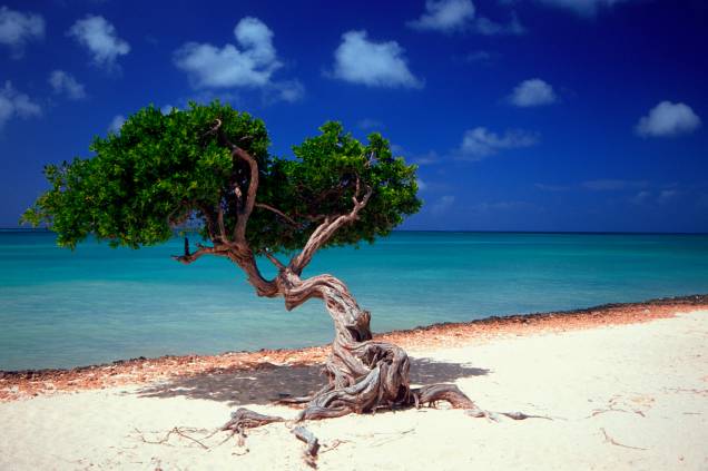 As árvores retorcidas, chamadas de divi divi, viraram o símbolo natural de Aruba