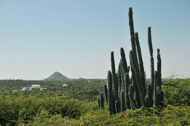 Cáctus no parque nacional Arikok, com o vulcão Hooiberg (que, em holandês, significa "palheiro") ao fundo Cáctus no parque nacional Arikok, com o vulcão Hooiberg (que, em holandês, significa "palheiro") ao fundo