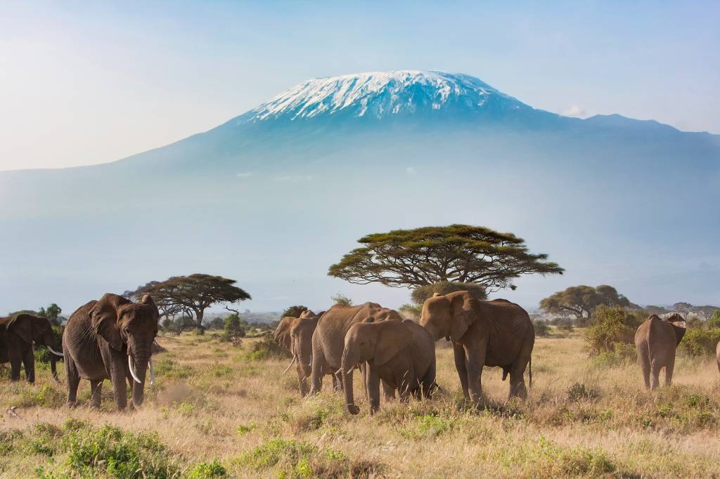 Monte Kilimanjaro, no Amboseli National Park, Quênia, África