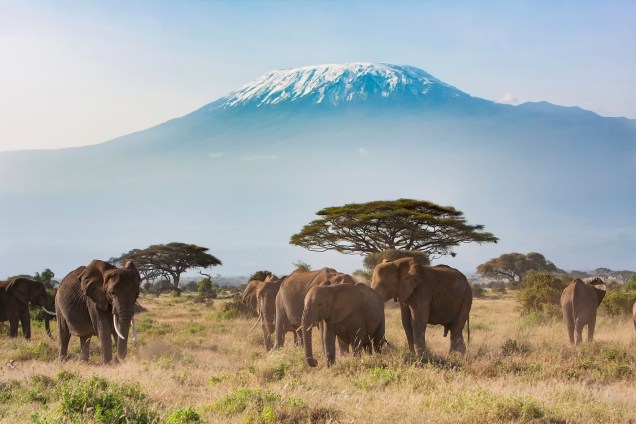 <a href="https://viajeaqui.abril.com.br/paises/tanzania" target="_blank" rel="noopener"><strong>Kilimanjaro, Tanzânia </strong></a> É a maior montanha do continente africano, com 5.895 metros. Três cones vulcânicos formam o Kilimanjaro: Kibo, o mais alto deles, Mawenzi (5.149 metros) e Shira (3.962 metros). Estima-se que sua última grande erupção foi há 360 mil anos, mas atividade vulcânica foi observada até o século 19 no Kili, o que o classifica como vulcão meramente adormecido – ainda saem gases da cratera, que podem causar avalanches e deslizamentos de terra. A origem de seu nome não é 100% segura, mas a teoria mais aceita é que seja uma mistura da palava suahili “Kilima”, que significa “montanha” e a palavra kichagga “Njaro”, que pode ser traduzida como “brancura”. Essa brancura, porém, está acabando: 85% dos glaciares derreteram desde 1912 e estima-se que não haverá mais gelo em seu topo em 2022