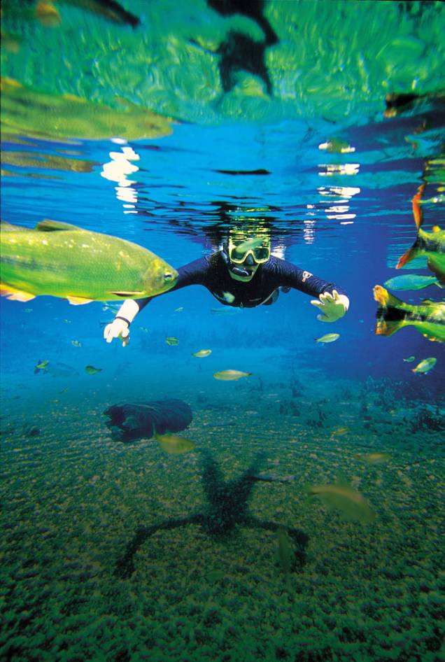 Piraputangas, pintados, dourados e pacus parecem flutuar a sua volta durante o passeio pelo Rio Sucuri, em Bonito (MS), cidade campeã pela 12º vez consecutiva da categoria <strong>Melhor Destino de Ecoturismo do Brasil </strong>do <strong>Prêmio VT 2012/2013</strong> Piraputangas, pintados, dourados e pacus parecem flutuar a sua volta durante o passeio pelo Rio Sucuri, em Bonito (MS), cidade campeã pela 12º vez consecutiva da categoria <strong>Melhor Destino de Ecoturismo do Brasil </strong>do <strong>Prêmio VT 2012/2013</strong>