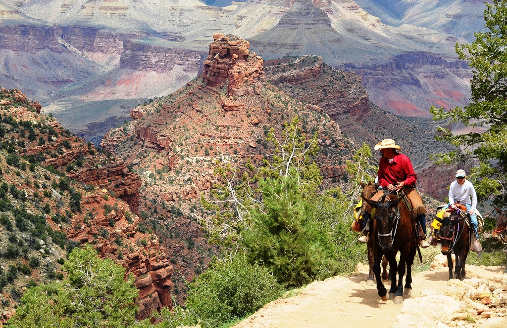 Mulas em Bright Angel Trail Grand Canyon NPS