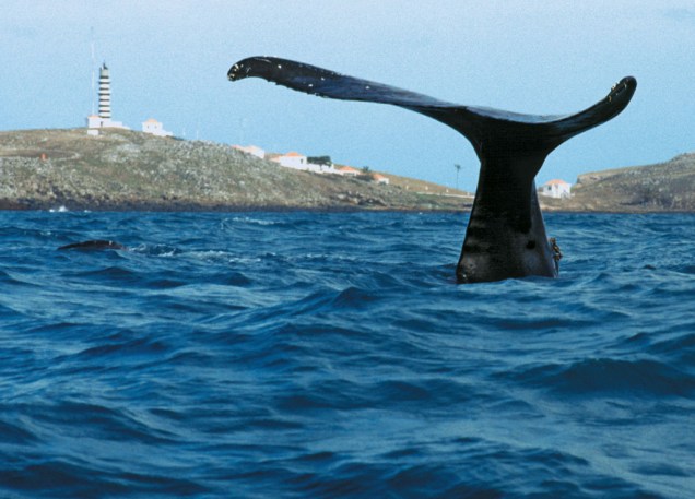 A população de baleias-jubarte tem aumentado 7% por ano e a expectativa de vida delas é de 60 anos