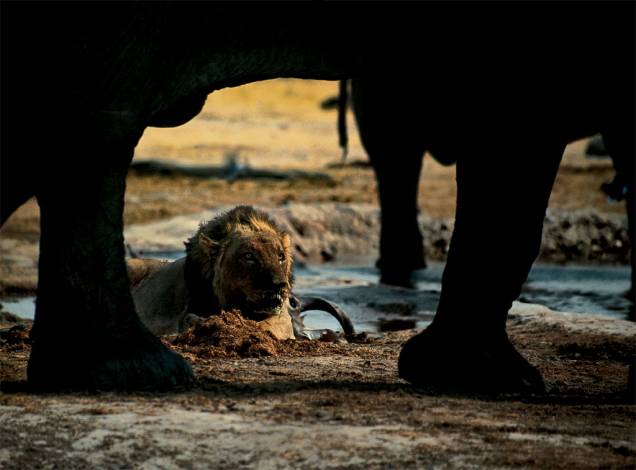 Normalmente, leões e elefantes africanos não se aproximariam. Na estação seca, porém, esta é a única reserva de água na área do Parque Nacional de Chobe, em Botsuana