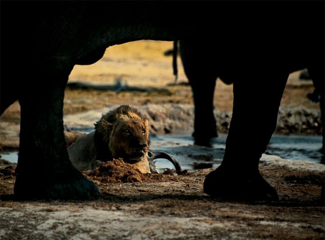 Normalmente, leões e elefantes africanos não se aproximariam. Na estação seca, porém, esta é a única reserva de água na área do Parque Nacional de Chobe, em Botsuana