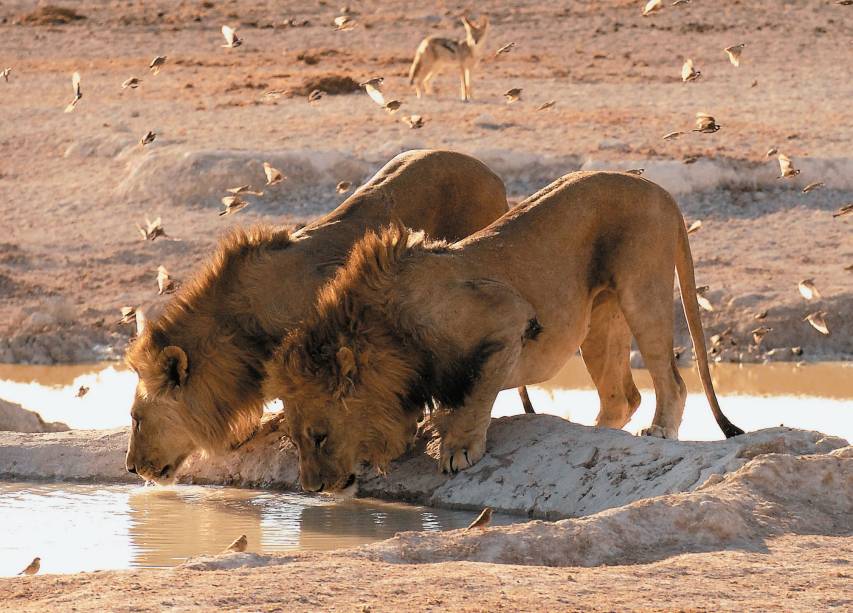 <strong><a href="https://africadosul.net" rel="ATLANTIC" target="_blank">ATLANTIC</a></strong><strong>O QUE ELA FAZ POR VOCÊ </strong>É a maior especialista em África.<strong>PACOTE </strong>O roteiro de 13 noites pela Namíbia tem a primeira delas na capital Windhoek, três no <strong>Parque Nacional Etosha</strong>, onde há safáris diários, e uma na reserva Daan Viljoen. De lá, o tour segue para duas noites em Sesriem, base de visita às dunas de Sossusvlei, uma no vilarejo de Seeheim e duas no resort Ai-Ais Hot Springs. Ao final, há uma noite na pacata Keetmanshoop, outra em Windhoek e a derradeira em <a href="https://viajeaqui.abril.com.br/cidades/africa-do-sul-johannesburgo" rel="Johannesburgo" target="_self">Johannesburgo</a>. Com hospedagem upscale, custa US$ 3 590 (sem aéreo). <strong><a href="https://africadosul.net" rel="ATLANTIC" target="_blank">ATLANTIC</a></strong><strong>O QUE ELA FAZ POR VOCÊ </strong>É a maior especialista em África.<strong>PACOTE </strong>O roteiro de 13 noites pela Namíbia tem a primeira delas na capital Windhoek, três no <strong>Parque Nacional Etosha</strong>, onde há safáris diários, e uma na reserva Daan Viljoen. De lá, o tour segue para duas noites em Sesriem, base de visita às dunas de Sossusvlei, uma no vilarejo de Seeheim e duas no resort Ai-Ais Hot Springs. Ao final, há uma noite na pacata Keetmanshoop, outra em Windhoek e a derradeira em <a href="https://viajeaqui.abril.com.br/cidades/africa-do-sul-johannesburgo" rel="Johannesburgo" target="_self">Johannesburgo</a>. Com hospedagem upscale, custa US$ 3 590 (sem aéreo).