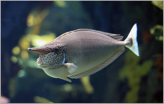 Oceanário de Lisboa Oceanário de Lisboa