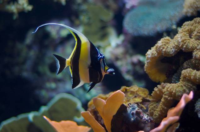 O Oceanário de Lisboa dispõe de centenas de espécies marinhas em diferente ambientes O Oceanário de Lisboa dispõe de centenas de espécies marinhas em diferente ambientes