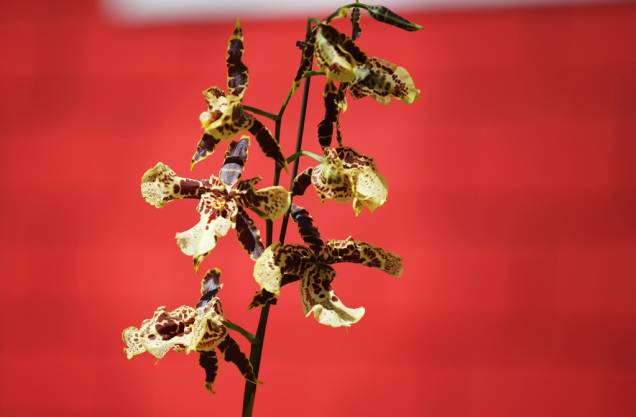 Oncidium, uma das novidades apresentadas na Expoflora 2012, em Holambra