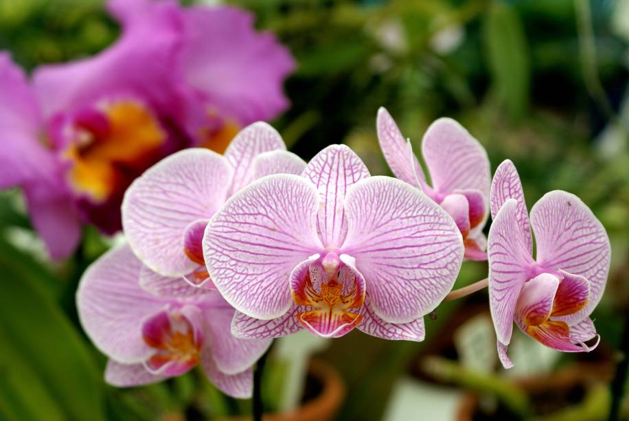As orquídeas são uma das estrelas do Jardim Botânico.