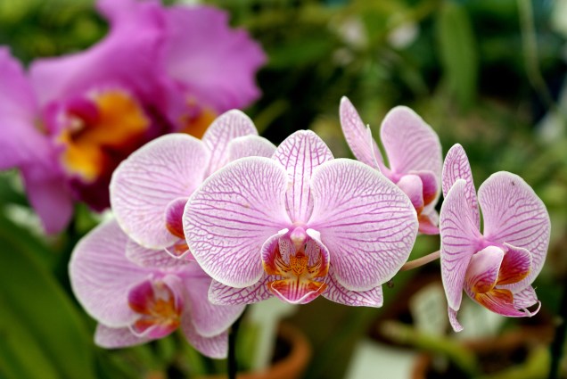 As orquídeas são uma das estrelas do Jardim Botânico.