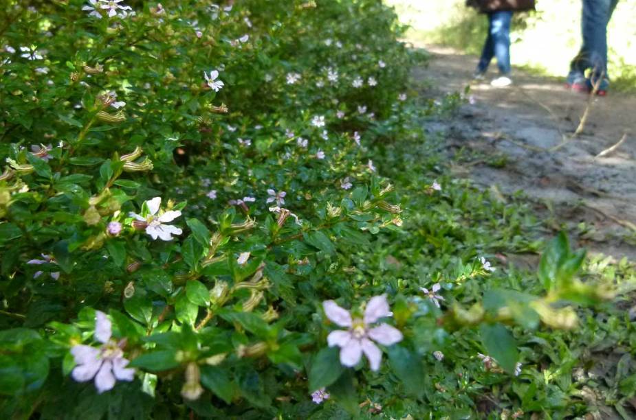 Delicadas florezinhas rasteiras acompanham os passos dos visitantes