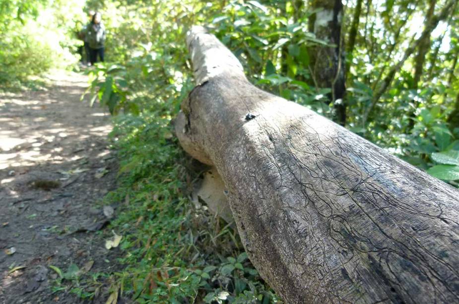 A trilha da Serra da Mantiqueira, na divisa entre Minas e São Paulo, é marcada por árvores da Mata Atlântica