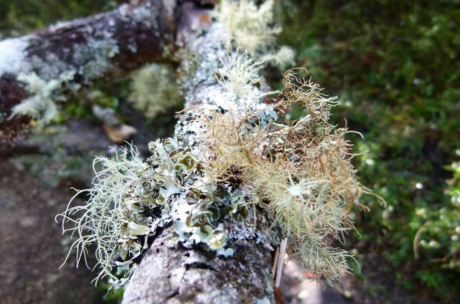 Troncos cobertos de líquen na subida da Serra da Mantiqueira