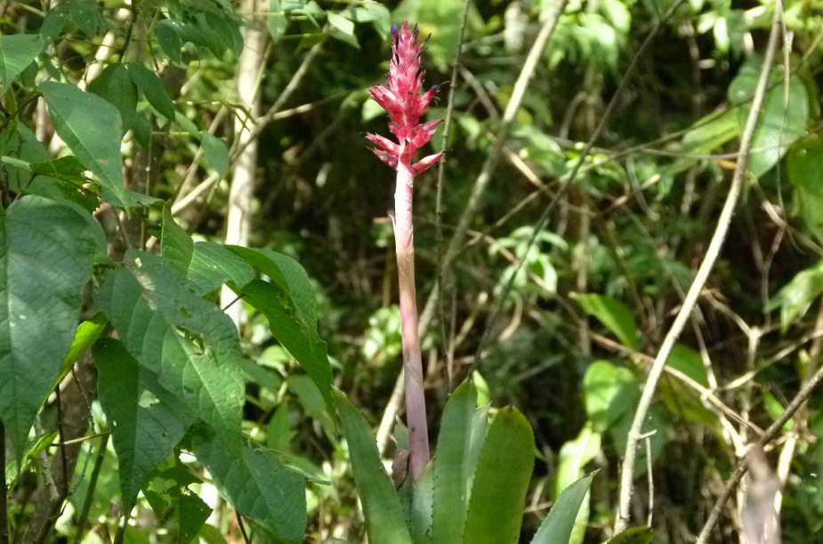 Bromélias aparecem em toda a trilha, revelando pontinhos vermelhos em meio à exuberância verde