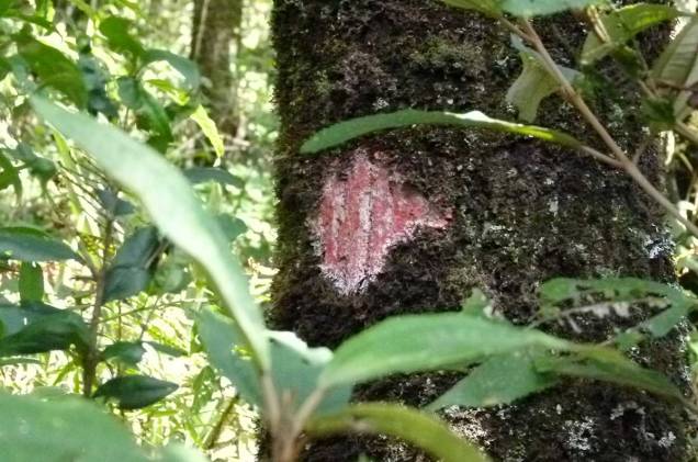 Dentre as espécies de líquens que crescem nos troncos das árvores, está o vermelho - esse tipo só se desenvolve em ambientes onde o ar é totalmente despoluído e há grande presença de oxigênio