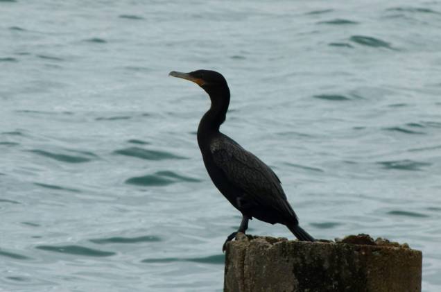 Pássaro observa o mar na Ilha das Cabras; a região é ótima para mergulho e, além disso, a cidade é destino obrigatório para quem curte birdwatching Pássaro observa o mar na Ilha das Cabras; a região é ótima para mergulho e, além disso, a cidade é destino obrigatório para quem curte birdwatching