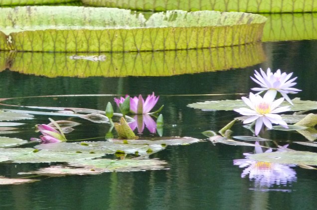 <strong>Bok Tower Gardens</strong>                                                            Exemplares de vitórias-régias - planta tipicamente amazônica - crescem naturalmente no ambiente úmido do centro da Flórida