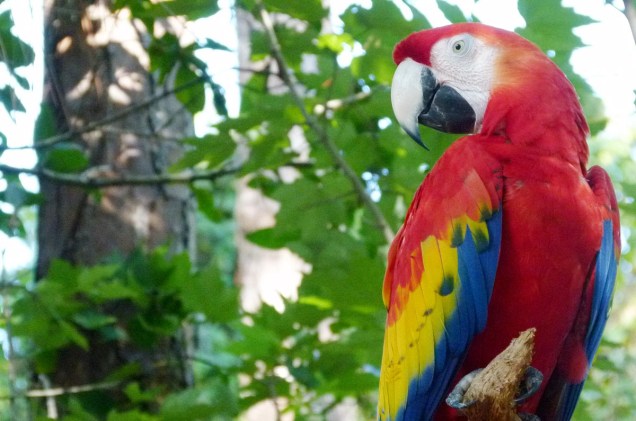 <strong>Brevard Zoo</strong>    Arara vermelha exibe suas cores na ala das aves da América do Sul, no zoo de Melbourne, na Flórida
