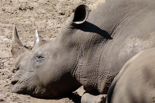 <strong>Brevard Zoo</strong>                    Rinoceronte descansa na ala africana do zoológico. O Brevard abre todos os dias, de 9h30 às 17h, com último horário de admissão às 16h15. O zoo fecha no Dia de Ação de Graças e no Natal