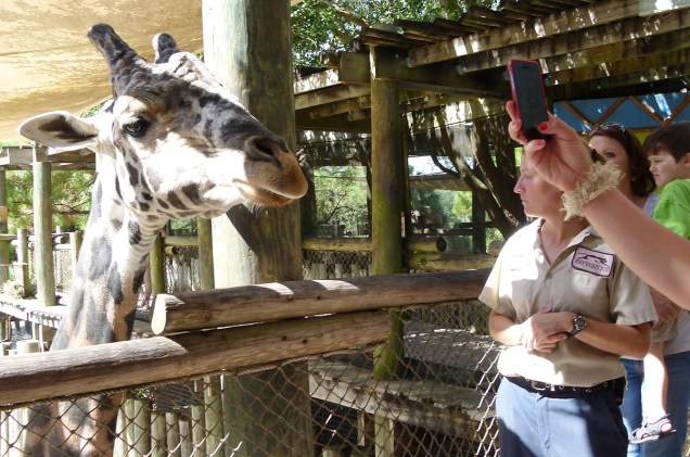 <strong>Brevard Zoo</strong>                    Localizado na cidade de Melbourne, na costa leste da Flórida, ao sul de Orlando, o zoológico expõe mais de 650 animais de vários ecossistemas diferentes. Na foto, um dos pontos altos da visita: o momento de alimentar as girafas. Uma plataforma deixa os visitantes na altura dos mamíferos. Em troca de comida, as simpáticas girafas tiram selfies com os turistas