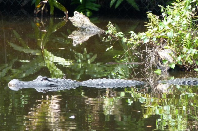 <strong>Brevard Zoo</strong>        Quem não conseguiu ter a sorte de ver alligators no habitat natural no passeio de airboat, é possível observá-los no zoológico - onde eles têm uma ala especial