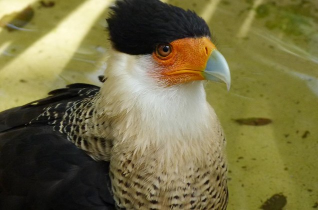 <strong>Brevard Zoo</strong>        Aves de todos os lugares do planeta podem ser vistas - e algumas, alimentadas - pelos visitantes