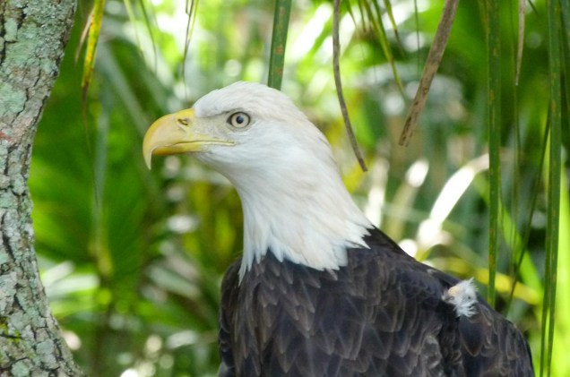 <strong>Brevard Zoo</strong>                    Águia americana, ave-símbolo dos Estados Unidos, recebe lugar especial entre os animais expostos no zoo da cidade de Melbourne, perto do Cabo Canaveral