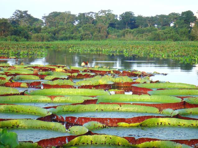 <strong>4. <a href="http://portal.iphan.gov.br/pagina/detalhes/40" target="_blank" rel="noopener">Complexo de áreas protegidas do Pantanal</a>, Mato Grosso e Mato Grosso do Sul </strong>O ano de tombamento da região também é de 2000. No entanto, faz muito mais tempo que a área de mais de 187 mil hectares tem um aspecto valioso e que demanda a atenção. O ecossistema de água doce é um dos maiores do mundo. Sua área é ocupada por uma variedade de animais, como o jaburu, macaco-prego e cachorro do mato. Outro atrativo da região, que faz fronteira com a Bolívia e o <a href="http://viajeaqui.abril.com.br/paises/paraguai" target="_blank" rel="noopener">Paraguai</a>, são os ipês roxos que a caracterizam e enriquecem sua flora