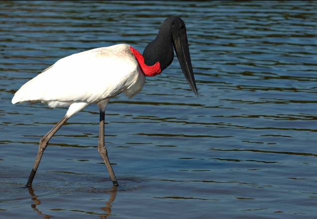 Os <strong>tuiuiús</strong> (foto) são o símbolo do Pantanal, mas há mais de 650 espécies catalogadas, o que torna a região um dos melhores pontos do planeta para a observação de aves. Alguns hotéis têm estrutura para grupos de birdwatchers, como o <a href="https://viajeaqui.abril.com.br/estabelecimentos/br-ms-miranda-hospedagem-refugio-ecologico-caiman" rel="Refúgio Ecológico Caiman" target="_blank">Refúgio Ecológico Caiman</a> e o <a href="https://viajeaqui.abril.com.br/estabelecimentos/br-mt-pocone-hospedagem-pousada-araras-eco-lodge" rel="Araras Eco Lodge" target="_blank">Araras Eco Lodge</a> Os <strong>tuiuiús</strong> (foto) são o símbolo do Pantanal, mas há mais de 650 espécies catalogadas, o que torna a região um dos melhores pontos do planeta para a observação de aves. Alguns hotéis têm estrutura para grupos de birdwatchers, como o <a href="https://viajeaqui.abril.com.br/estabelecimentos/br-ms-miranda-hospedagem-refugio-ecologico-caiman" rel="Refúgio Ecológico Caiman" target="_blank">Refúgio Ecológico Caiman</a> e o <a href="https://viajeaqui.abril.com.br/estabelecimentos/br-mt-pocone-hospedagem-pousada-araras-eco-lodge" rel="Araras Eco Lodge" target="_blank">Araras Eco Lodge</a>