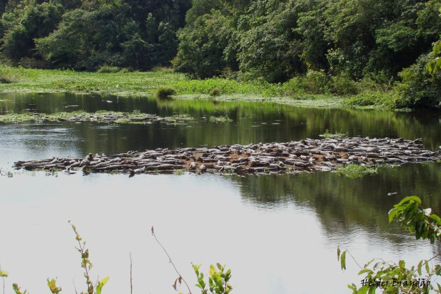 Jacarés num rio da fazenda Refúgio Ecológico de Caiman, Pantanal Mato-grossense