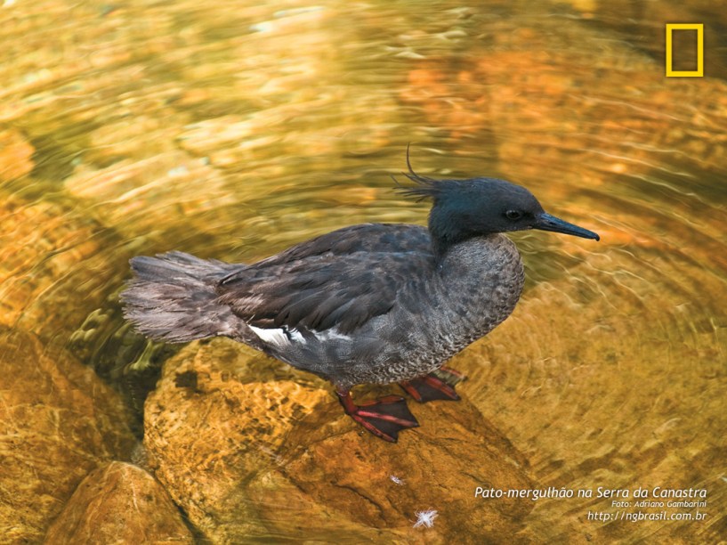 Água limpa, bicho livre: não há registro de patos-mergulhões vivendo em cativeiro