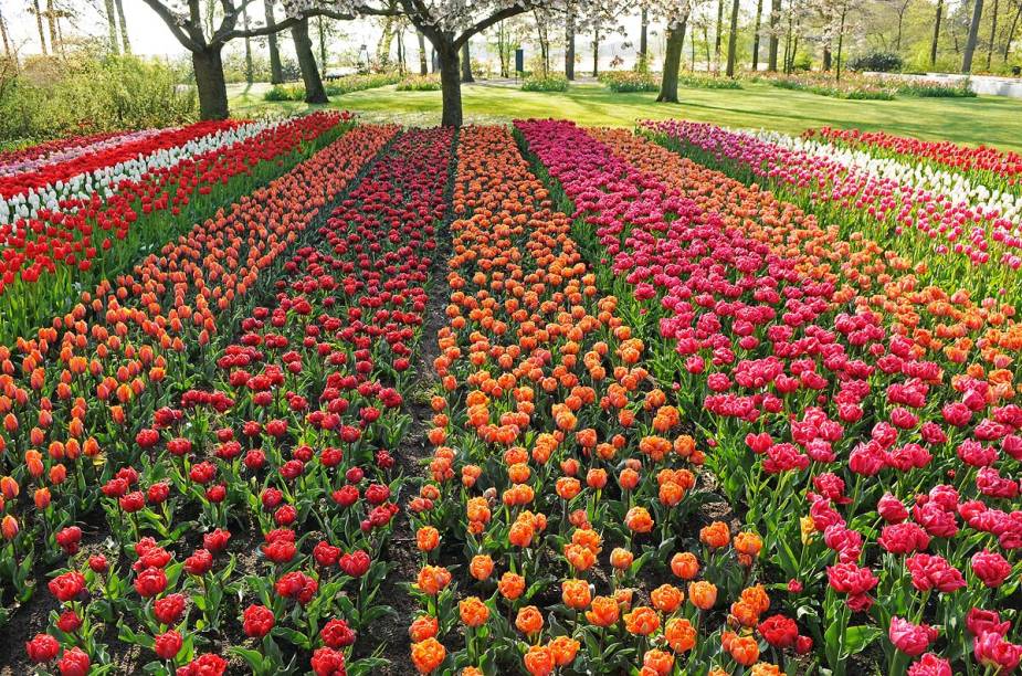 O parque Keukenhof abre apenas durante a primavera europeia - que começa em março, e as tulipas florescem por poucas semanas