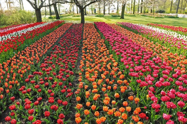 O parque Keukenhof abre apenas durante a primavera europeia - que começa em março, e as tulipas florescem por poucas semanas