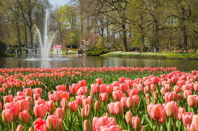 Em 2015, o parque Keukenhof, de Lisse, na Holanda, fica aberto até o dia 17 de maio