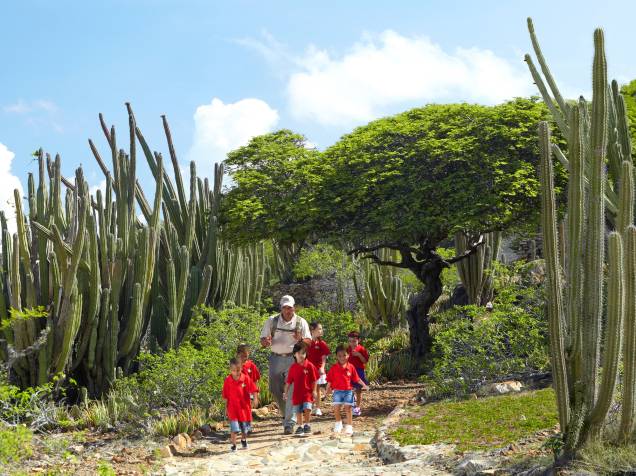 Grupo de crianças conhece a flora local, marcada pela árvore-símbolo de Aruba, a divi-divi (com a copa frondosa, ao fundo) Grupo de crianças conhece a flora local, marcada pela árvore-símbolo de Aruba, a divi-divi (com a copa frondosa, ao fundo)