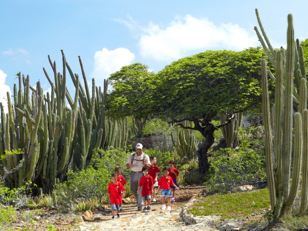 Grupo de crianças conhece a flora local, marcada pela árvore-símbolo de Aruba, a divi-divi (com a copa frondosa, ao fundo)