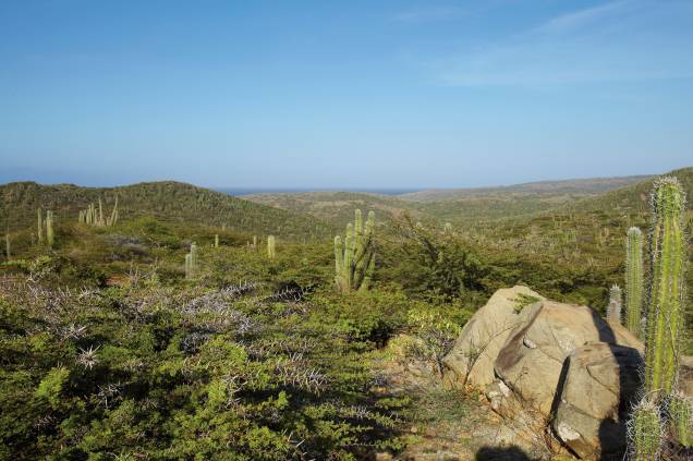 O parque nacional Arikok, em Aruba, é repleto de vegetação espinhosa e lagartos selvagens - também é possível avistar cabras e burros selvagens pela região O parque nacional Arikok, em Aruba, é repleto de vegetação espinhosa e lagartos selvagens - também é possível avistar cabras e burros selvagens pela região