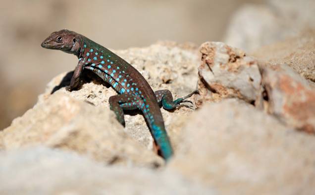 Um dos animais icônicos de Arikok é o cododo - o exótico lagarto de pintas azuladas Um dos animais icônicos de Arikok é o cododo - o exótico lagarto de pintas azuladas