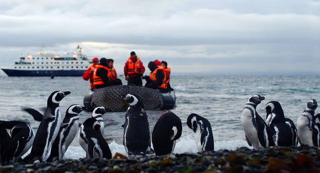 Um dos pontos altos de um cruzeiro na Patagônia é a visita à Ilha Magdalena, morada dos pinguins-de-magalhães. Mais de 120 mil dessas simpáticas aves escolheram o lugar para fazer seus ninhos e cuidar dos filhotes Um dos pontos altos de um cruzeiro na Patagônia é a visita à Ilha Magdalena, morada dos pinguins-de-magalhães. Mais de 120 mil dessas simpáticas aves escolheram o lugar para fazer seus ninhos e cuidar dos filhotes