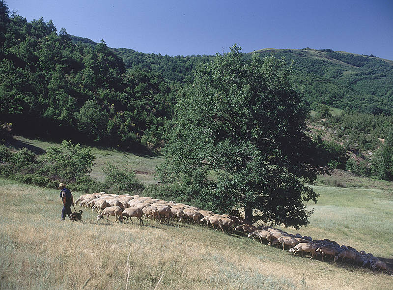 Paisagem cultural agropastoril mediterrâneo de Causses e Cévennes (<a href="https://viajeaqui.abril.com.br/paises/franca" rel="França" target="_blank">França</a>)<br />Paisagem montanhosa no Sul da França, que integra os novos patrimônios da humanidade da Unesco