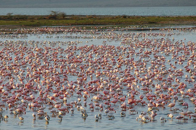 <strong>Sistema de lagos do Grande Vale do Rift (Quênia)</strong><br />Os lagos Bogoria (foto), Nakuru e Elementaita, no Vale do Rift, Quênia, são os novos patrimônios da humanidade eleitos pela Unesco. A área de 32.034 hectares é o habitat de alguns pássaros e mamíferos ameaçados de extinção